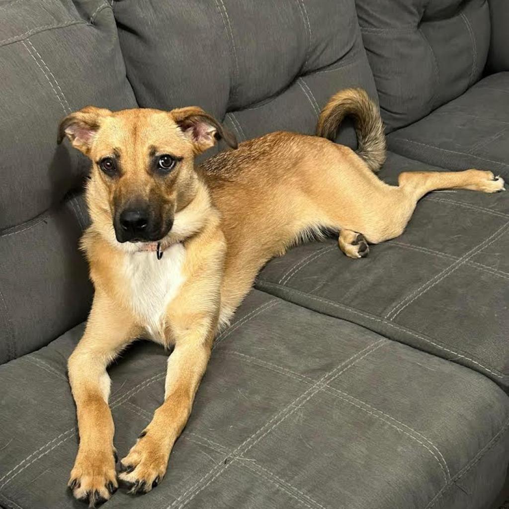 Vegeta, an adoptable Shepherd, Pit Bull Terrier in Sioux Falls, SD, 57106 | Photo Image 4