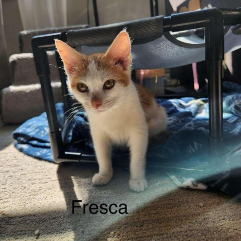 Fresca