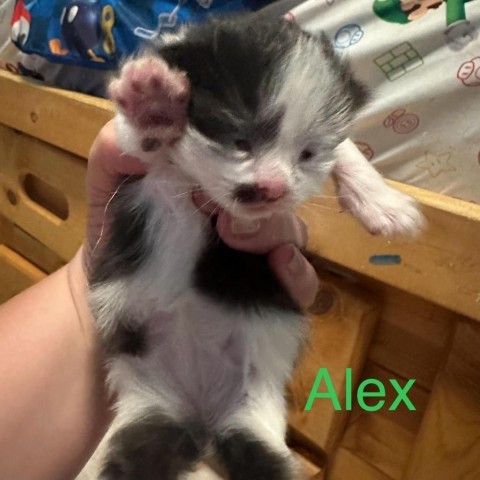 Alex