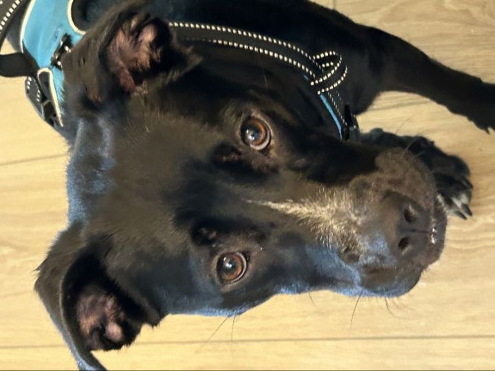Ebony *Adopt* 1
