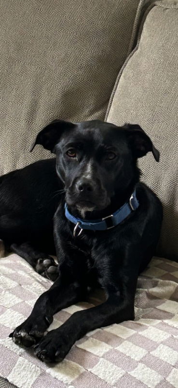 Ebony *Adopt* 2