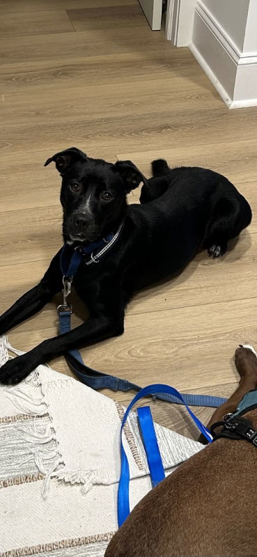 Ebony *Adopt* 3