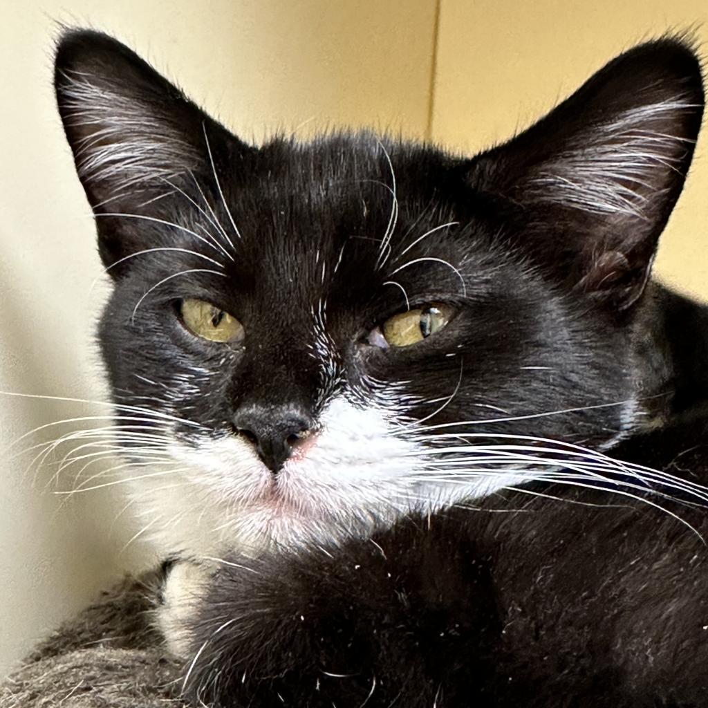 Pint, an adoptable Domestic Short Hair in Thomaston, ME, 04861 | Photo Image 1