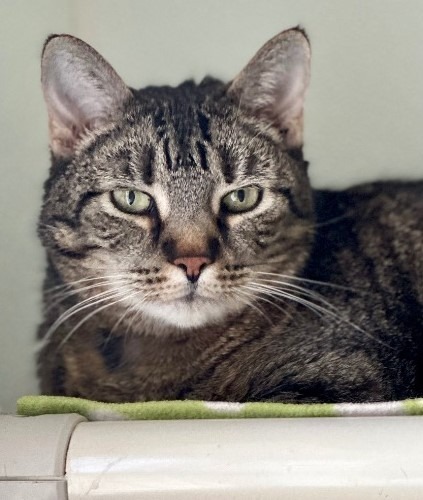 Cat for adoption Lilly, a Domestic Short Hair Mix in Cumberland, ME