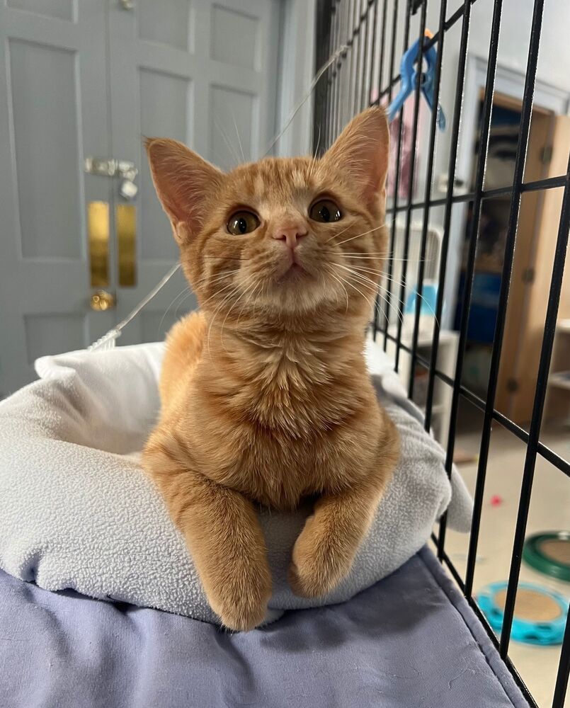 Cat for adoption Josephine, a Domestic Short Hair in McPherson, KS