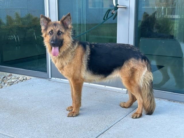 Dog for adoption Tori, a German Shepherd Dog in Suamico, WI Petfinder