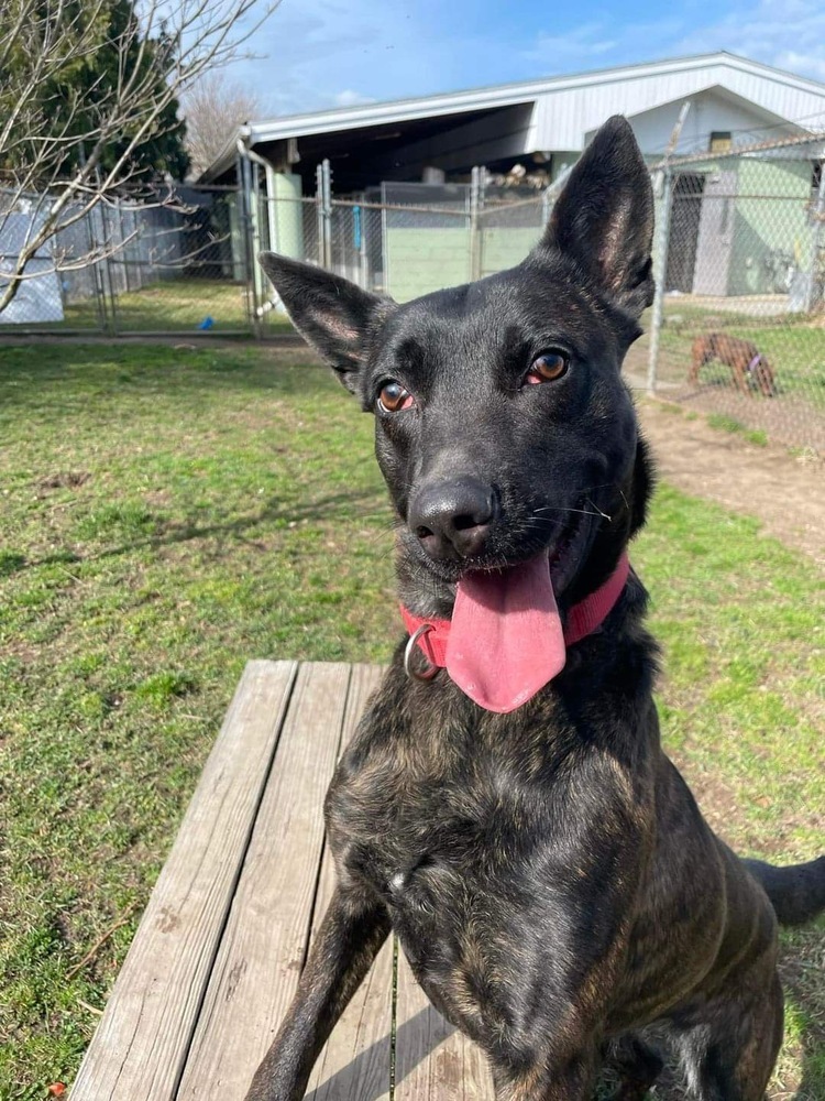Lady Zara - located in Vermont, an adoptable Dutch Shepherd in Rutland, VT, 05701 | Photo Image 1