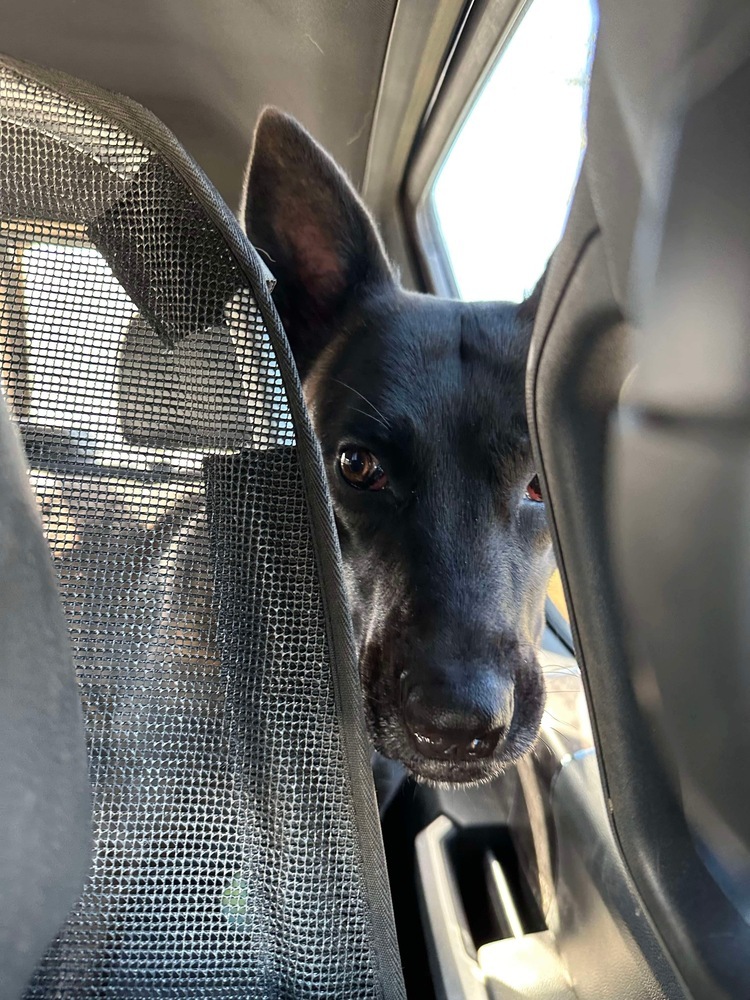 Lady Zara - located in Vermont, an adoptable Dutch Shepherd in Rutland, VT, 05701 | Photo Image 2