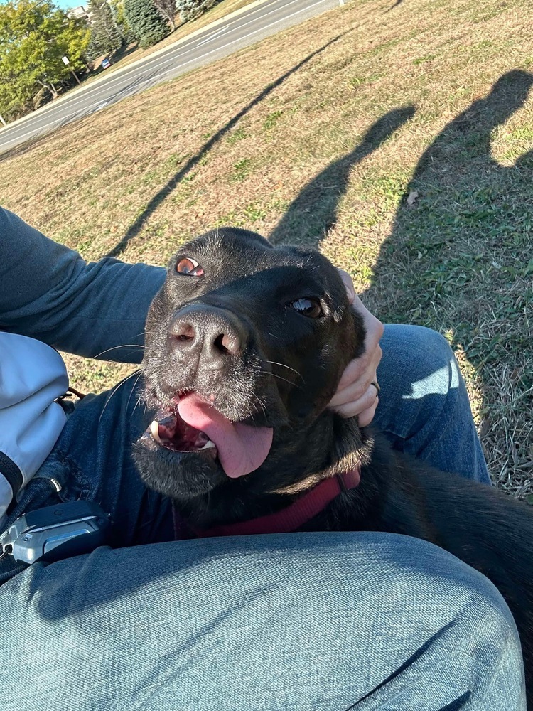 Lady Zara - located in Vermont, an adoptable Dutch Shepherd in Rutland, VT, 05701 | Photo Image 3