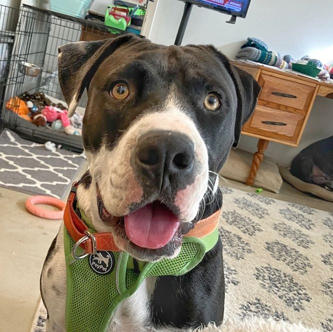 Joey T. Oreo - Adopt Me!