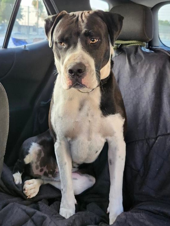 Joey T. Oreo - Adopt Me! 2