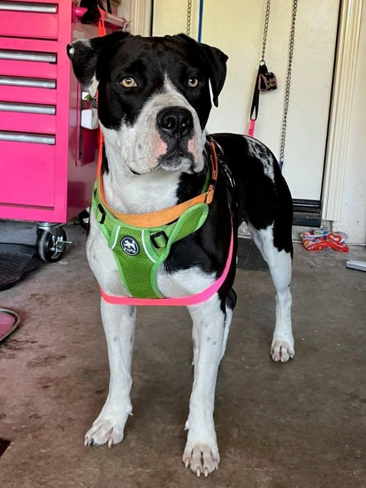 Joey T. Oreo - Adopt Me! 3