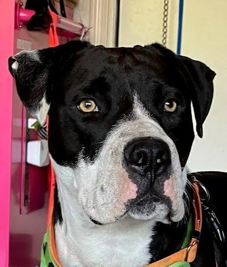 Joey T. Oreo - Adopt Me! 4