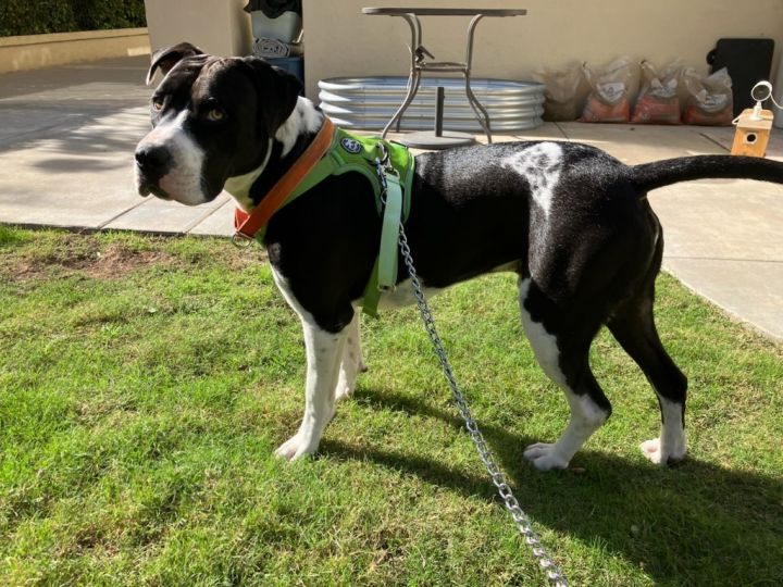 Joey T. Oreo - Adopt Me! 5
