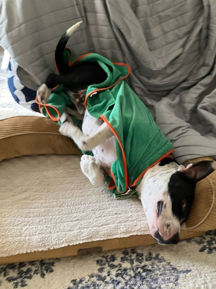 Joey T. Oreo - Adopt Me! 6
