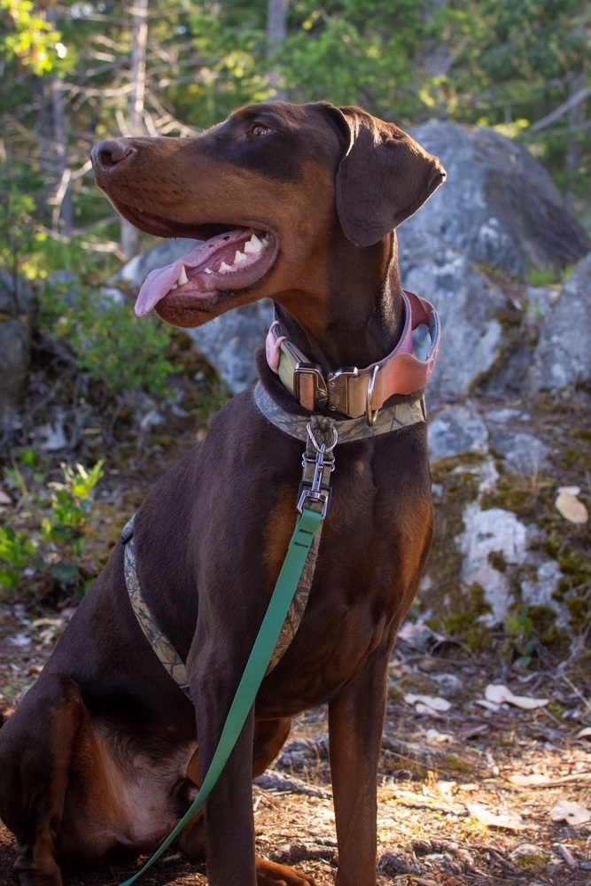 Atilla (VANCOUVER, BC), an adoptable Doberman Pinscher in Edmonton, AB, T6E 0T7 | Photo Image 2