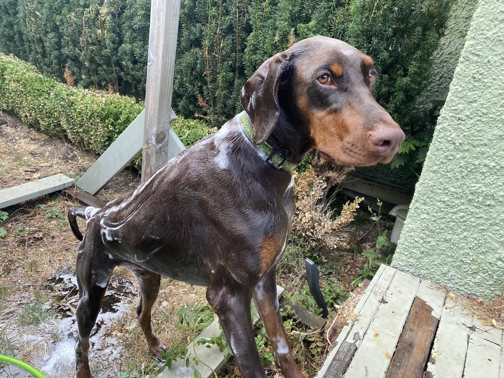 Atilla (VANCOUVER, BC), an adoptable Doberman Pinscher in Edmonton, AB, T6E 0T7 | Photo Image 6