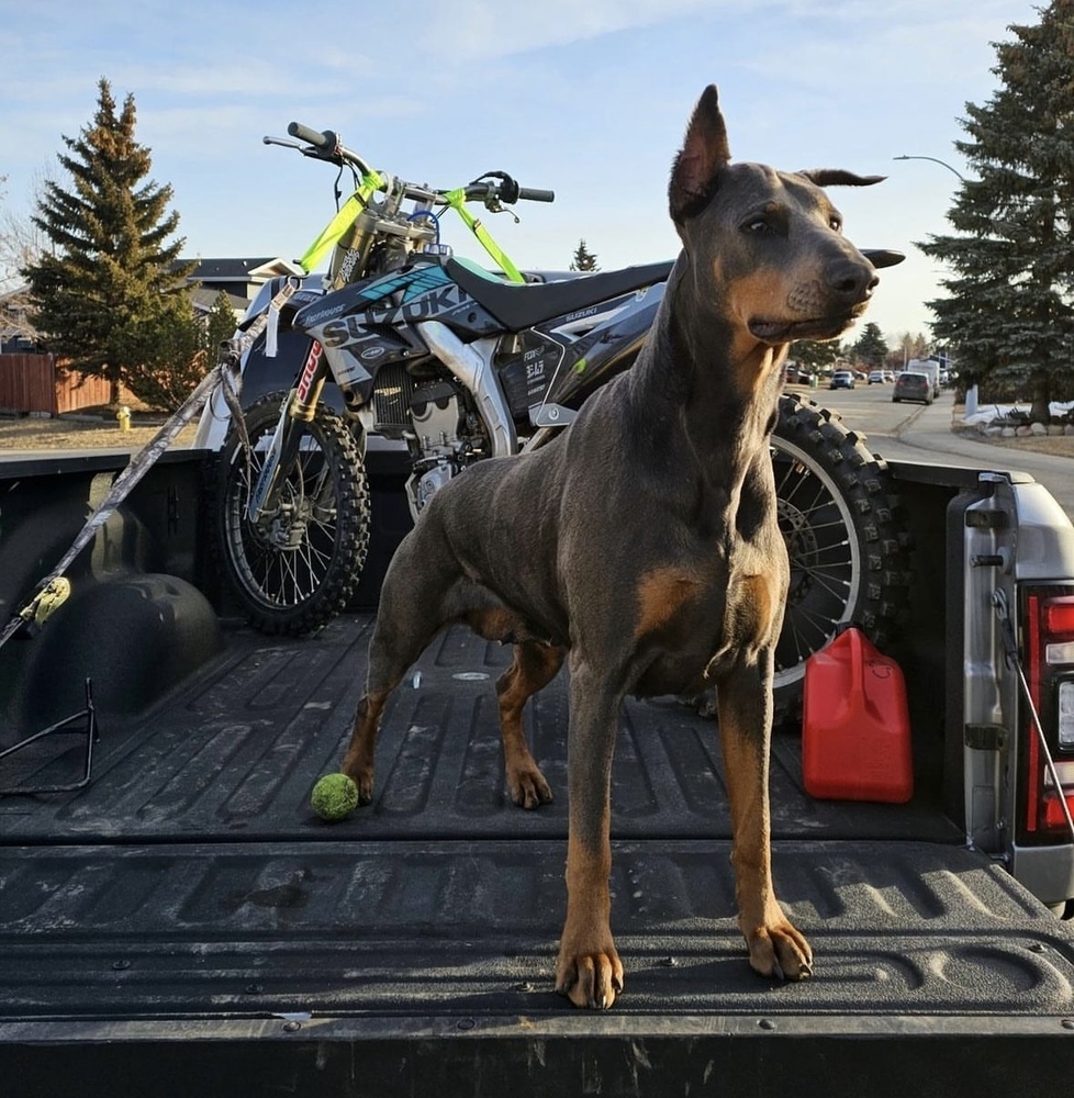 Nyx (RED DEER, AB), an adoptable Doberman Pinscher in Edmonton, AB, T6E 0T7 | Photo Image 1