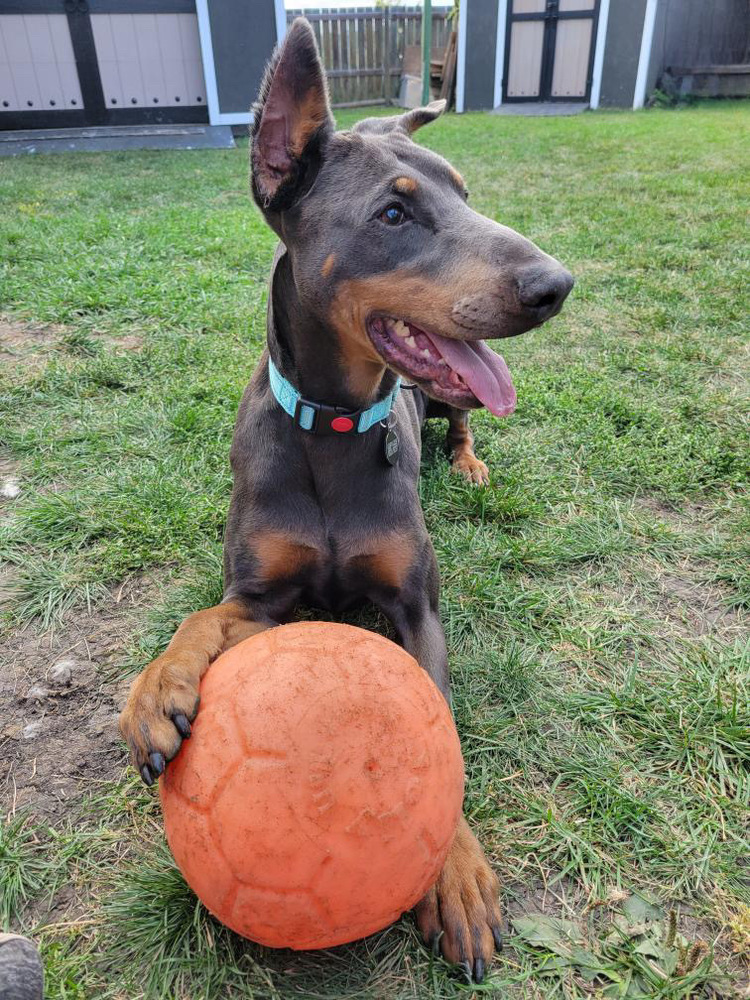 Nyx (RED DEER, AB), an adoptable Doberman Pinscher in Edmonton, AB, T6E 0T7 | Photo Image 2