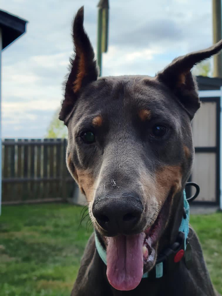 Nyx (RED DEER, AB), an adoptable Doberman Pinscher in Edmonton, AB, T6E 0T7 | Photo Image 4