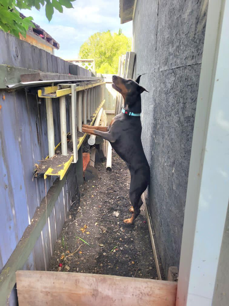 Nyx (RED DEER, AB), an adoptable Doberman Pinscher in Edmonton, AB, T6E 0T7 | Photo Image 6