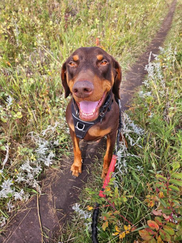 Rusty (CALGARY, AB), an adoptable Doberman Pinscher in Edmonton, AB, T6E 0T7 | Photo Image 1