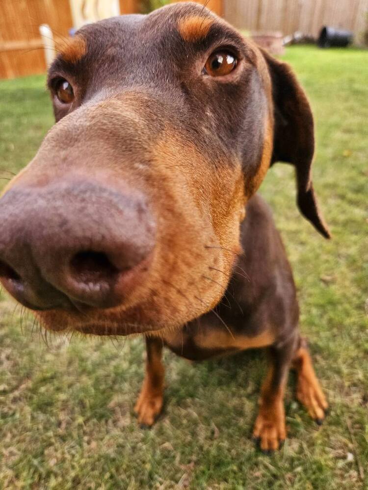 Rusty (CALGARY, AB), an adoptable Doberman Pinscher in Edmonton, AB, T6E 0T7 | Photo Image 2