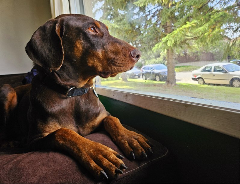 Rusty (CALGARY, AB), an adoptable Doberman Pinscher in Edmonton, AB, T6E 0T7 | Photo Image 4