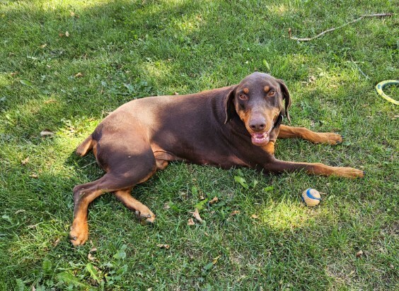 Rusty (CALGARY, AB), an adoptable Doberman Pinscher in Edmonton, AB, T6E 0T7 | Photo Image 5