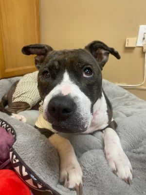 Envy, Senior Female Pit Bull Terrier