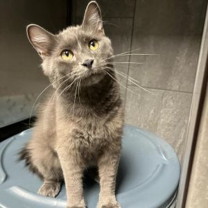 Freddy FS, Adult Male Domestic Short Hair