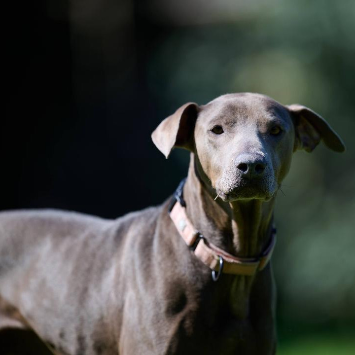 Dilly, an adoptable Pointer, Weimaraner in San Antonio, TX, 78227 | Photo Image 1