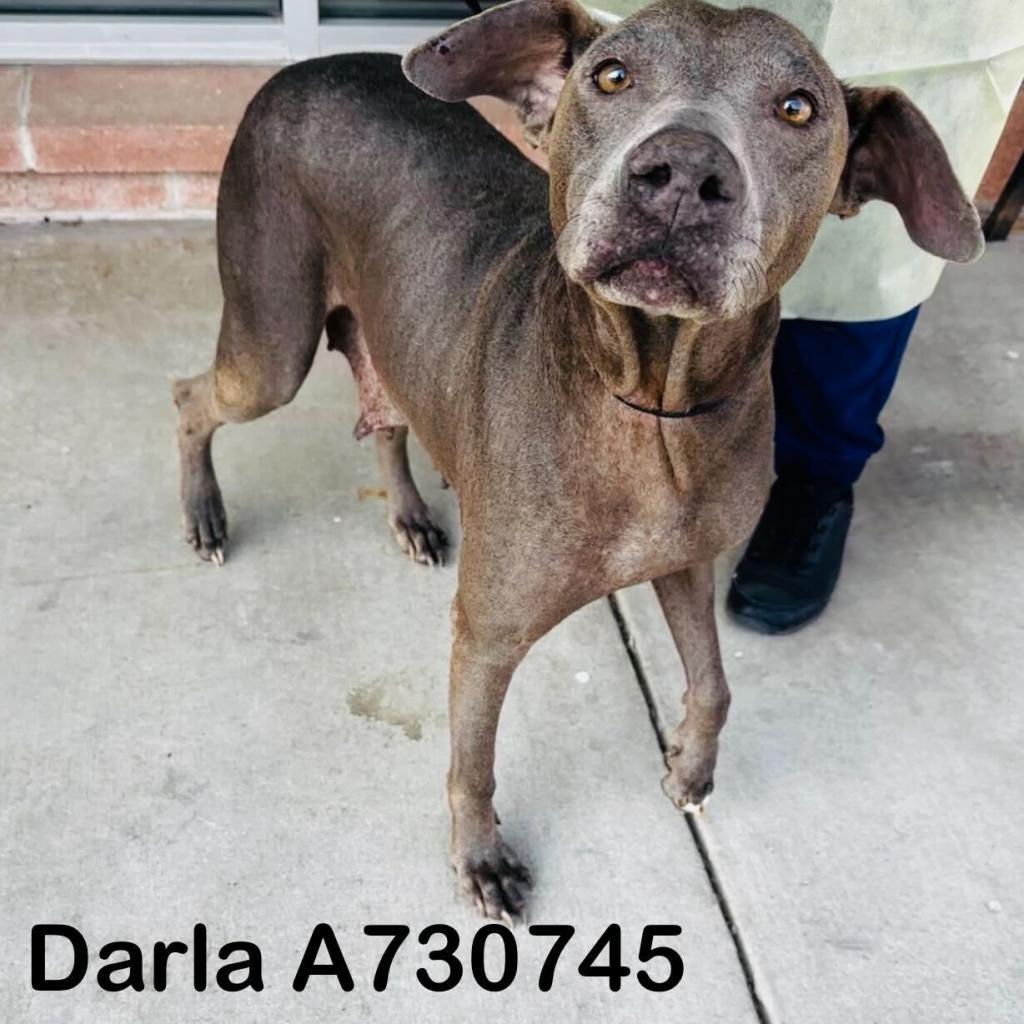 Dilly, an adoptable Pointer, Weimaraner in San Antonio, TX, 78227 | Photo Image 2