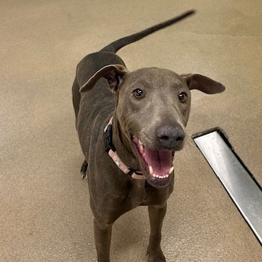 Dilly, an adoptable Pointer, Weimaraner in San Antonio, TX, 78227 | Photo Image 3