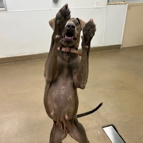 Dilly, an adoptable Pointer, Weimaraner in San Antonio, TX, 78227 | Photo Image 4