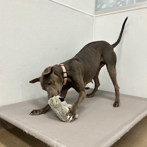 Dilly, an adoptable Pointer, Weimaraner in San Antonio, TX, 78227 | Photo Image 5