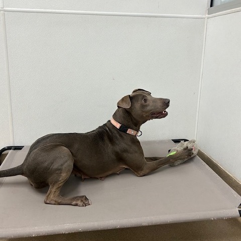 Dilly, an adoptable Pointer, Weimaraner in San Antonio, TX, 78227 | Photo Image 6