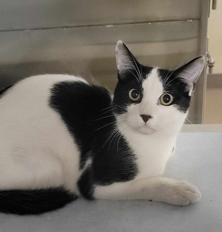 Cat for adoption Turkey, a Domestic Short Hair in Buchanan Dam, TX