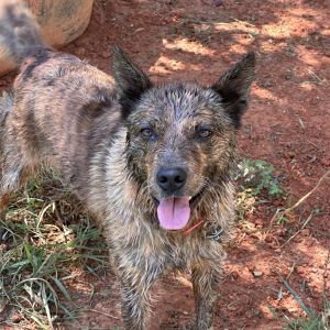 Maggie, Adult Female Mixed Breed