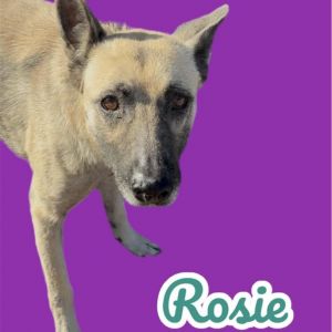 Rosie