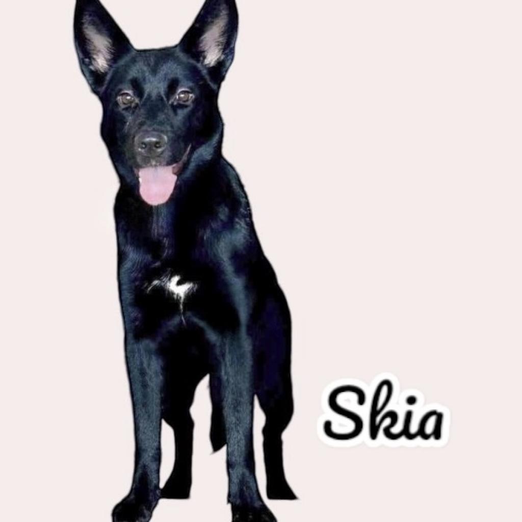 Skia, an adoptable Australian Kelpie, Schipperke in Scottsdale, AZ, 85253 | Photo Image 1