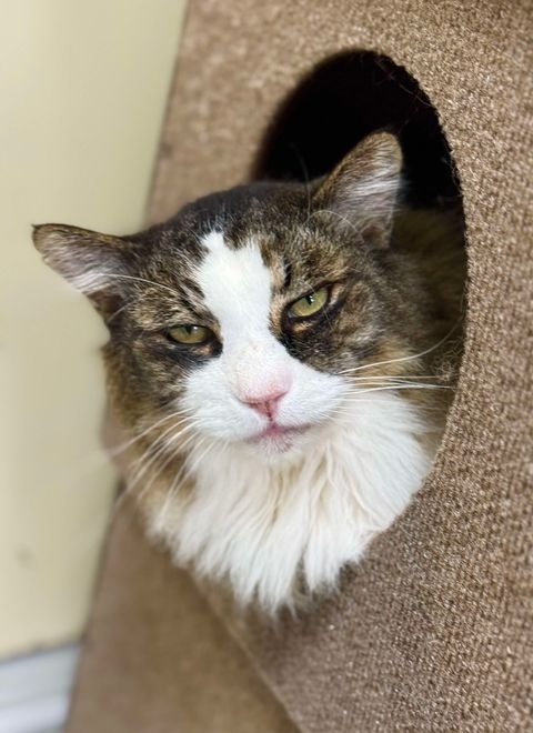 Squeakers, an adoptable Domestic Long Hair in Brookings, OR, 97415 | Photo Image 1