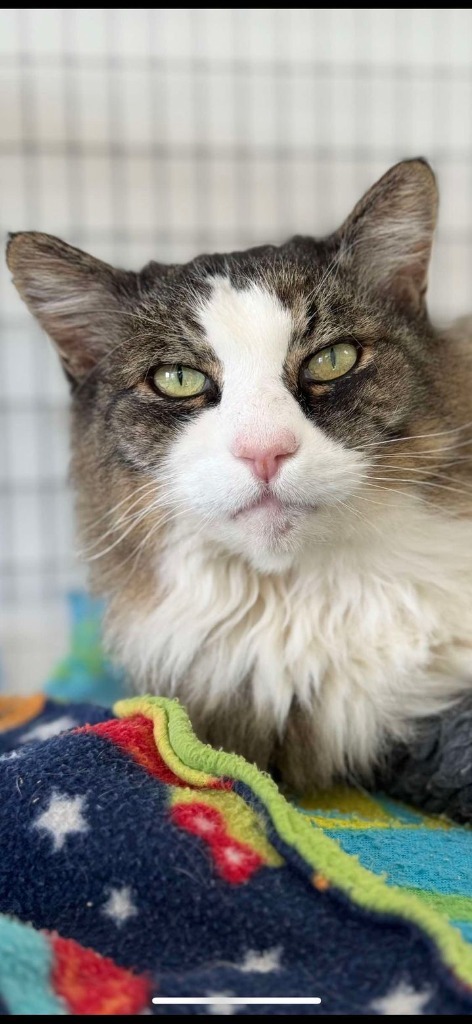 Squeakers, an adoptable Domestic Long Hair in Brookings, OR, 97415 | Photo Image 2