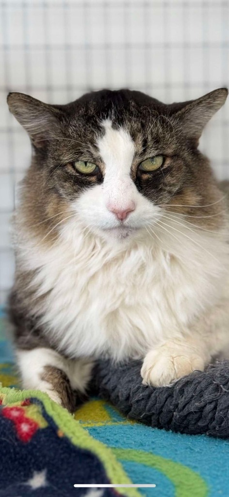 Squeakers, an adoptable Domestic Long Hair in Brookings, OR, 97415 | Photo Image 3