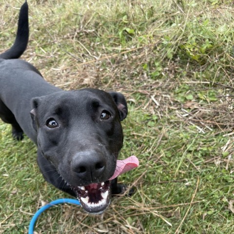 Pugsley, an adoptable Dachshund, Pit Bull Terrier in Park Falls, WI, 54552 | Photo Image 1