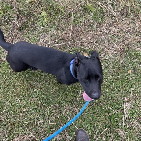 Pugsley, an adoptable Dachshund, Pit Bull Terrier in Park Falls, WI, 54552 | Photo Image 2