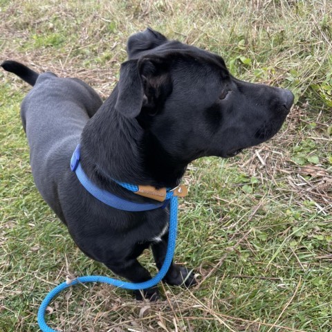 Pugsley, an adoptable Dachshund, Pit Bull Terrier in Park Falls, WI, 54552 | Photo Image 3