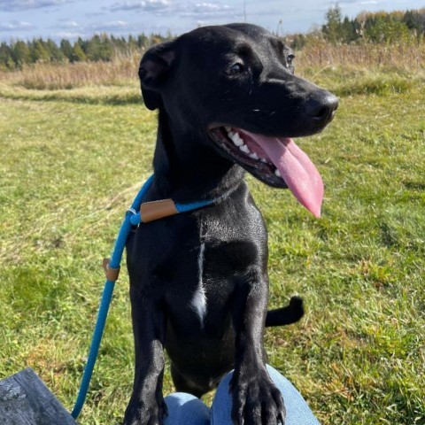 Wednesday, an adoptable Dachshund, Black Labrador Retriever in Park Falls, WI, 54552 | Photo Image 1