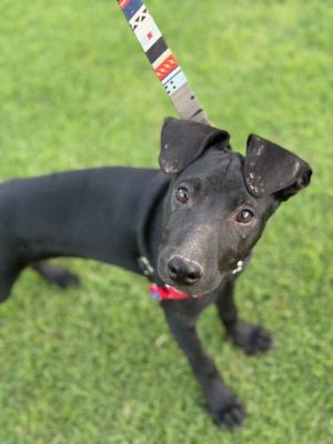 Lunchbox pup: Slim Jim