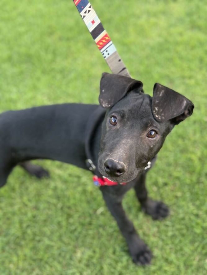 Lunchbox pup: Slim Jim